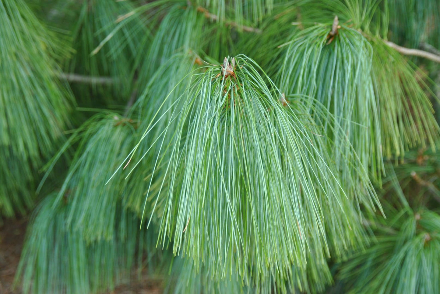 Pinus Wallichiana (Himalayan pine, Blue pine)