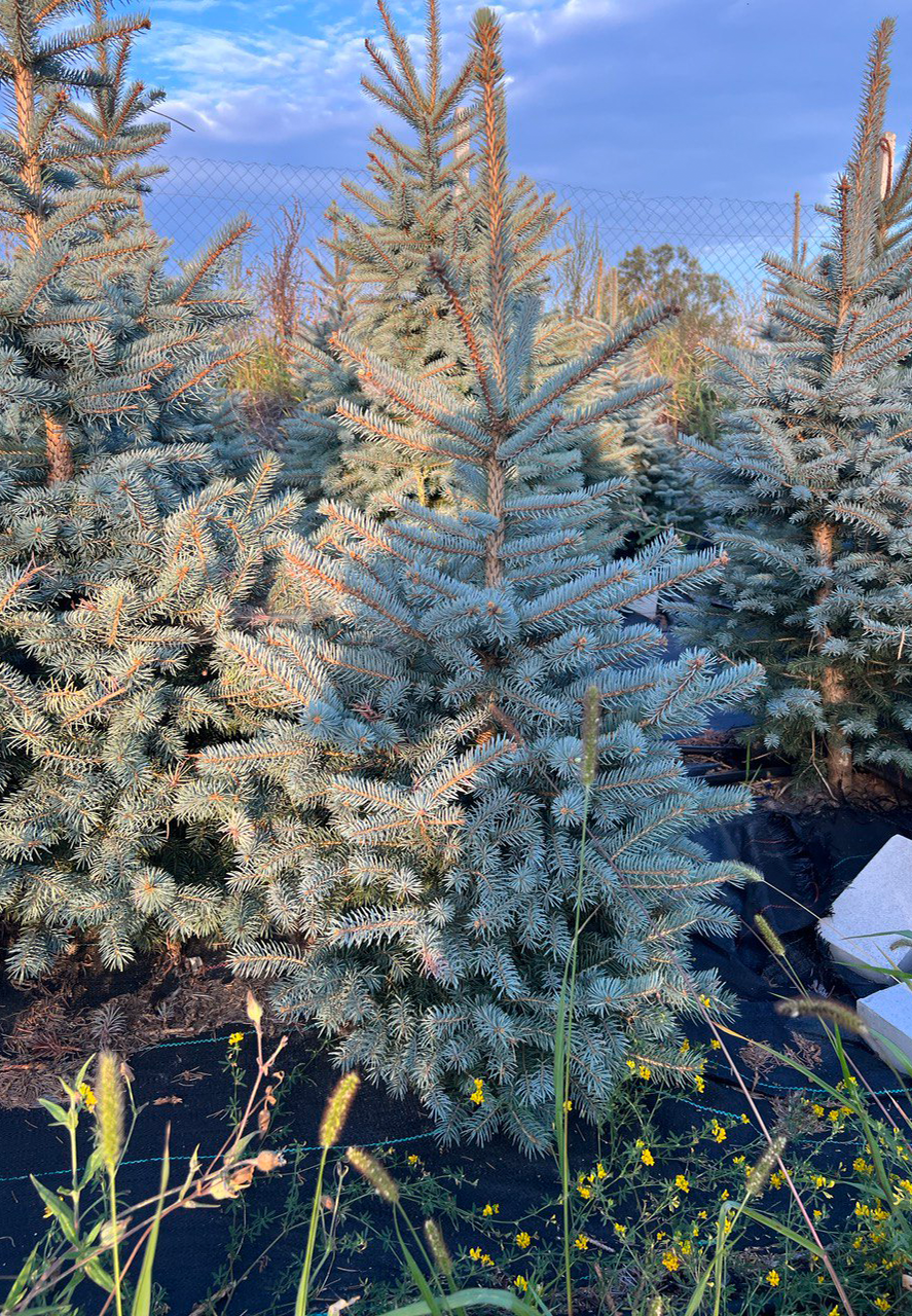 Blue Diamond Spruce