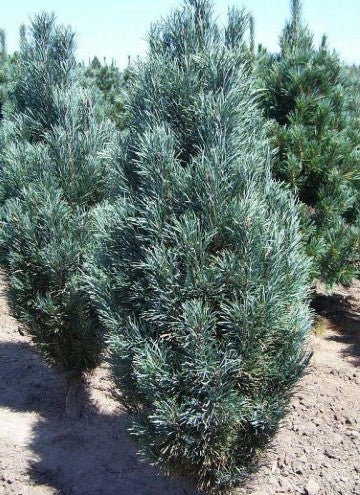 Сосна звичайна Фастігіата (Pinus sylvestris Fastigiata)
