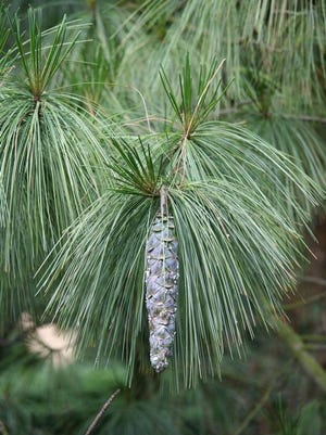 Weymouths-Kiefer (Pinus strobus) 