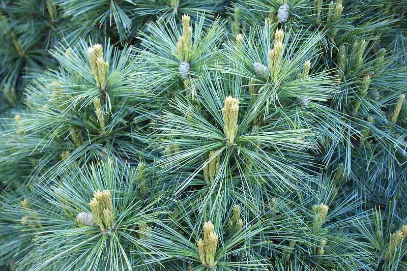 Pinus strobus (Weymouth pine)