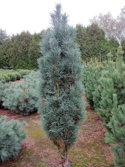 Сосна звичайна Фастігіата (Pinus sylvestris Fastigiata)