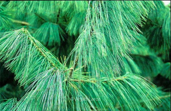 Сосна Гімалайська (Pinus wallichiana, Блакитна сосна)