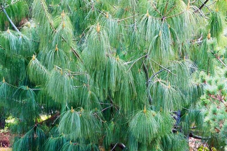 Pinus Wallichiana (Himalayan pine, Blue pine)