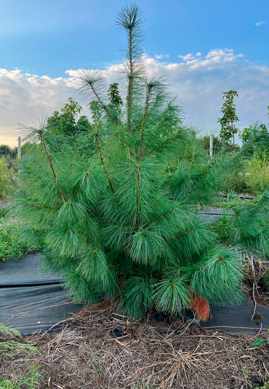 Pinus strobus (Weymouth pine)
