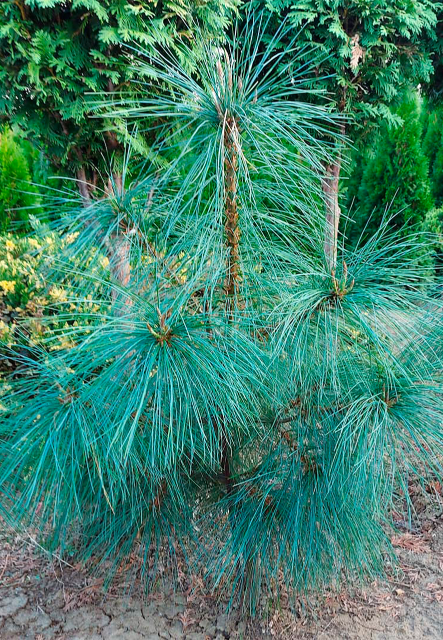Pinus wallichiana (Tränen-Kiefer, Himalaya-Kiefer)