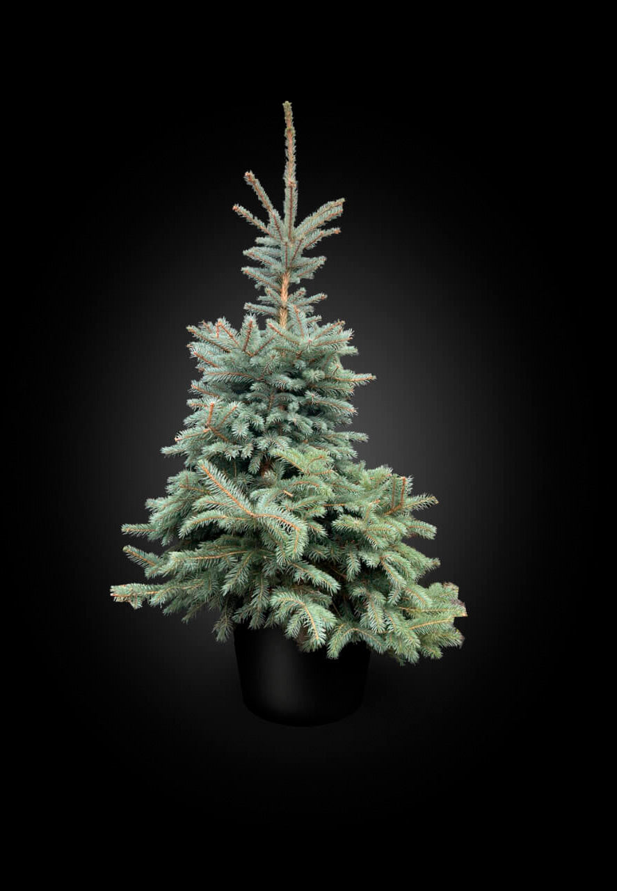 Blue Spruce Pot Grown Christmas Trees, Kaibab