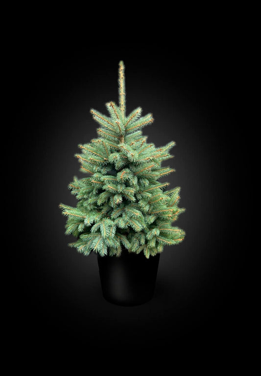 Blue Spruce Pot Grown Christmas Trees, Kaibab