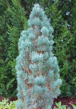 Pinus sylvestris Fastigiata