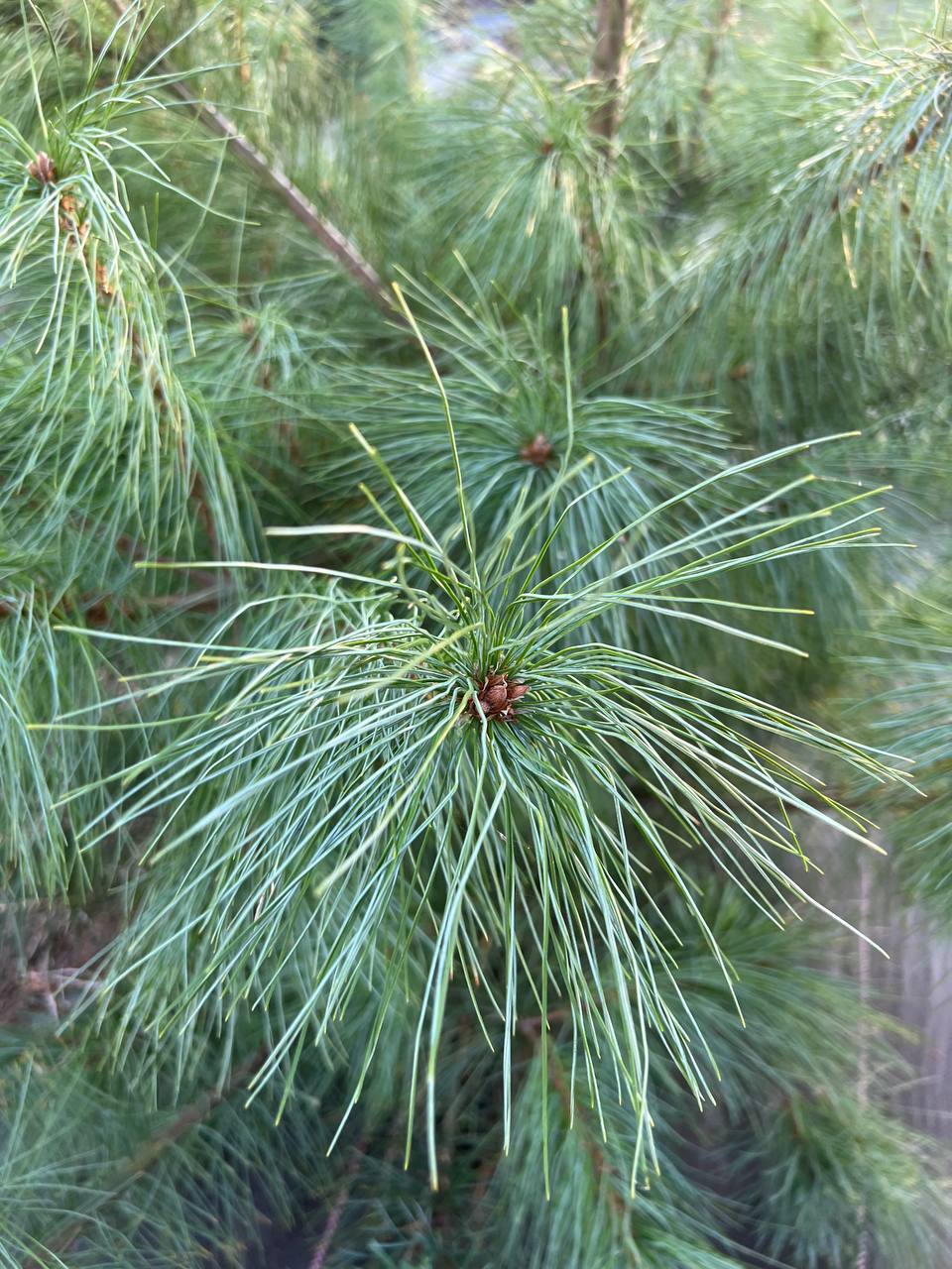 Сосна веймутова (Pinus strobus)