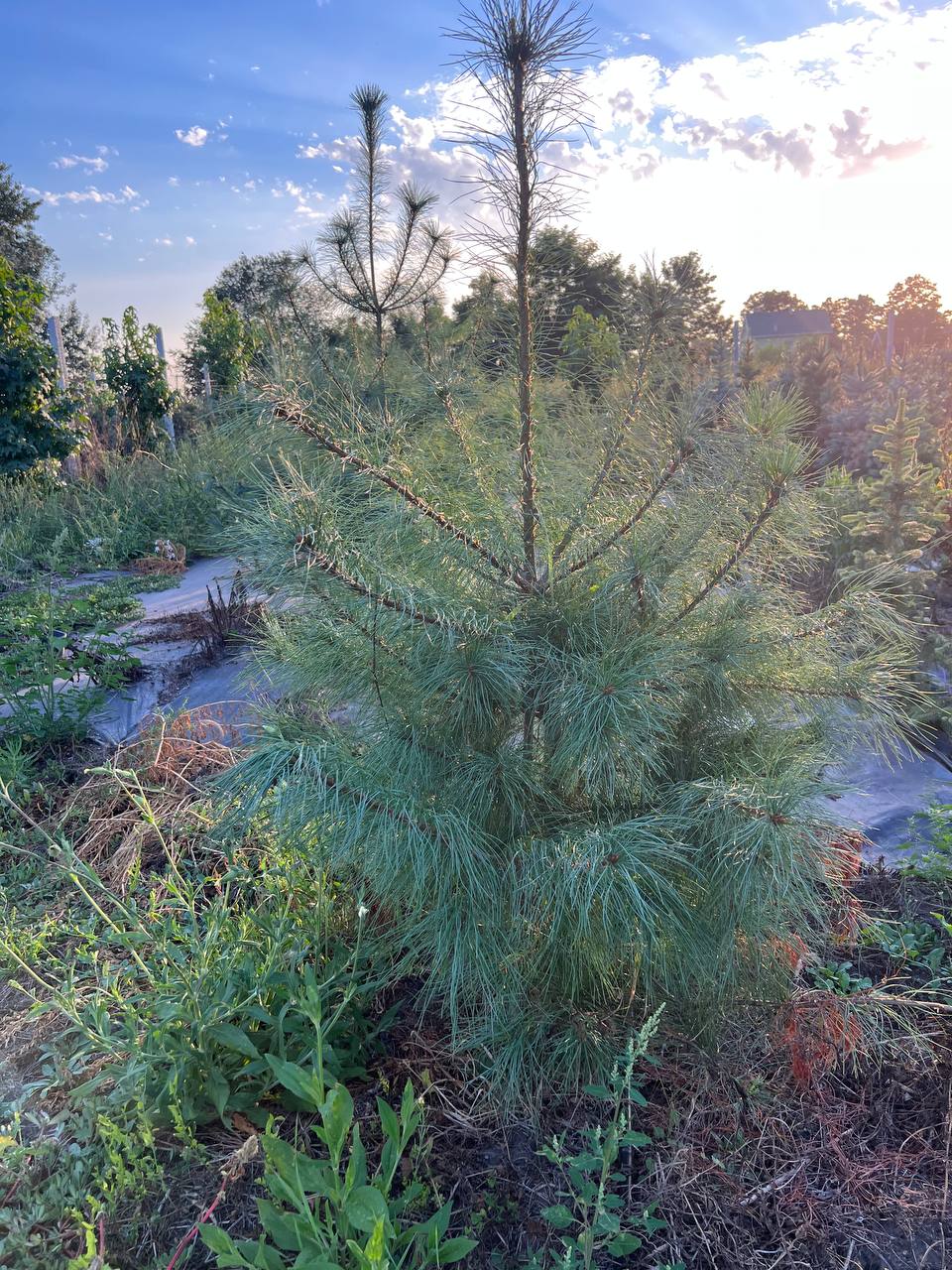 Weymouths-Kiefer (Pinus strobus) 