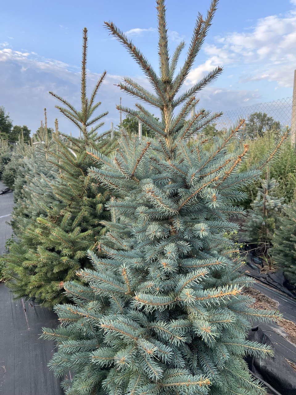 Blue Spruce Kaibab