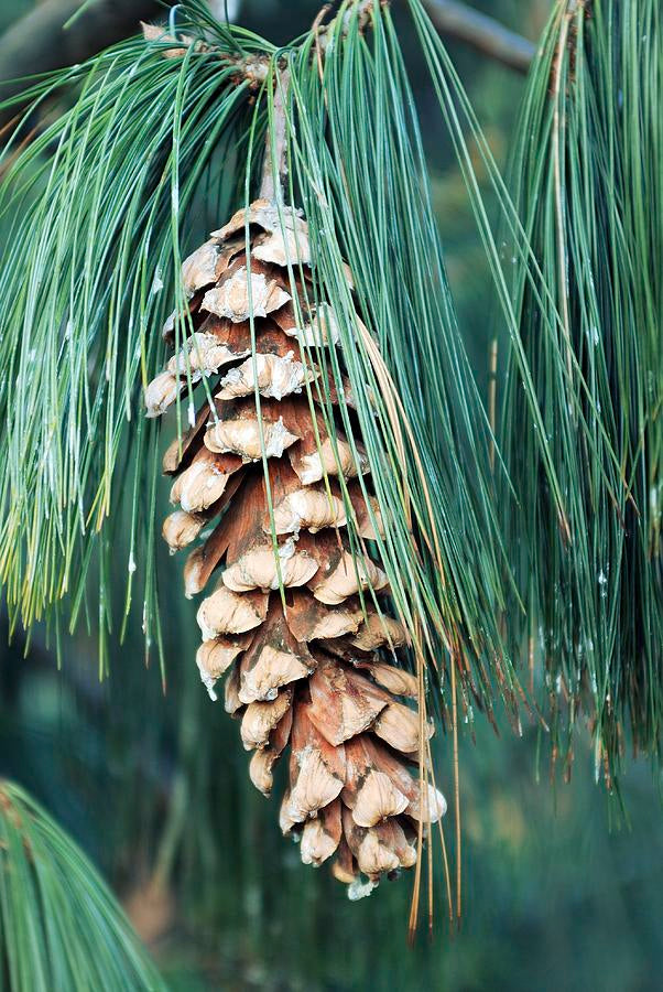 Сосна Гімалайська (Pinus wallichiana, Блакитна сосна)