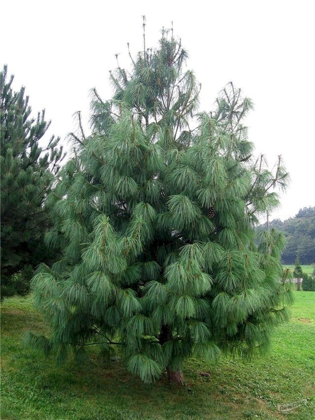 Pinus wallichiana (Tränen-Kiefer, Himalaya-Kiefer)